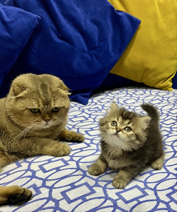 Шотланский Сеоттиш Страйт! Шиншилла золото!