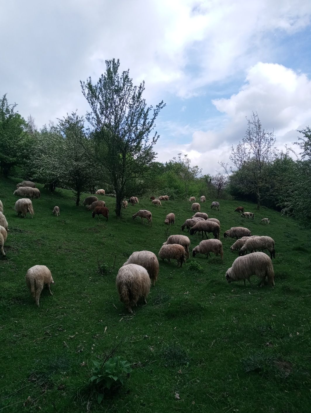 Oi de vanzare toată turma