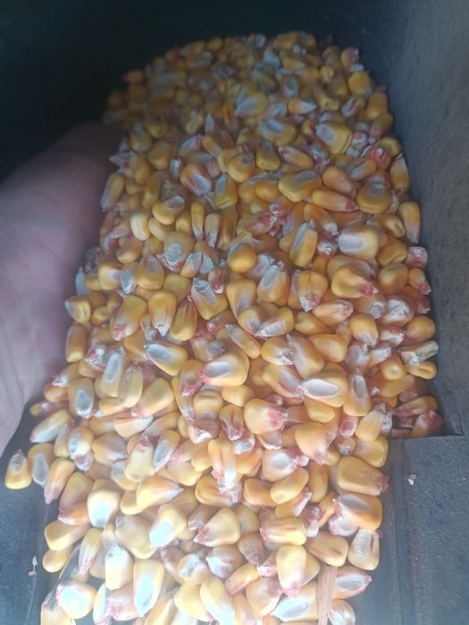 Vând grăunte uscate