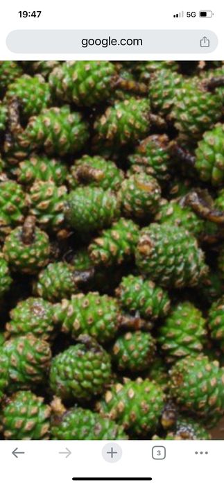 Шишарки за декорация+ зелени шишарки