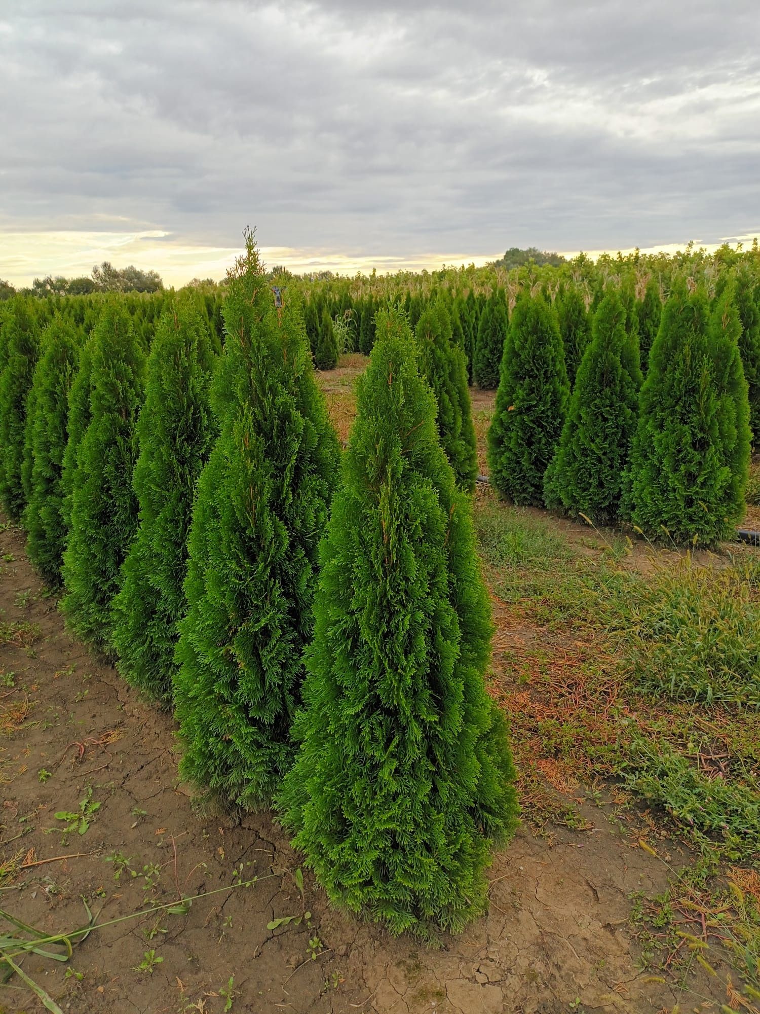 Tuia thuja smaragd pentru gard viu