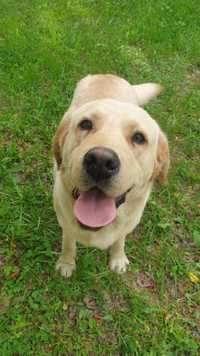 De vânzare câine Labrador mascul  .