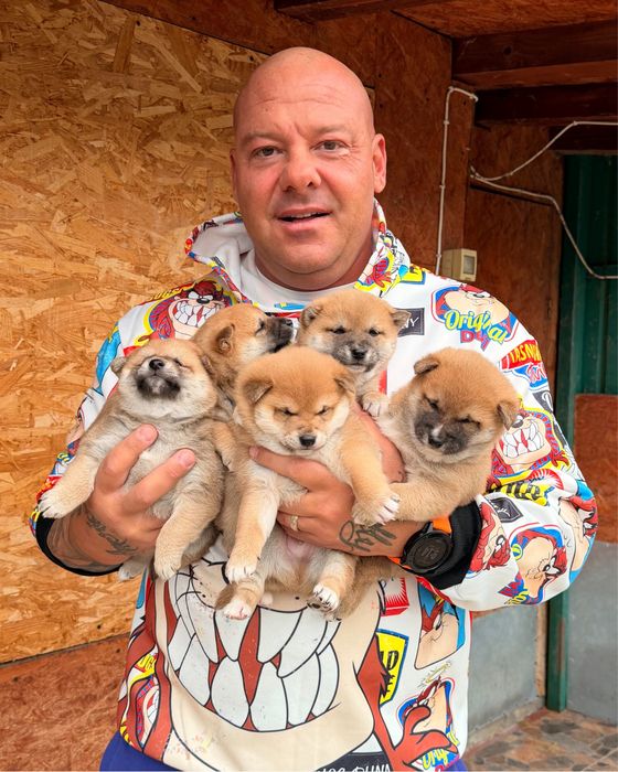 Shiba inu de vanzare