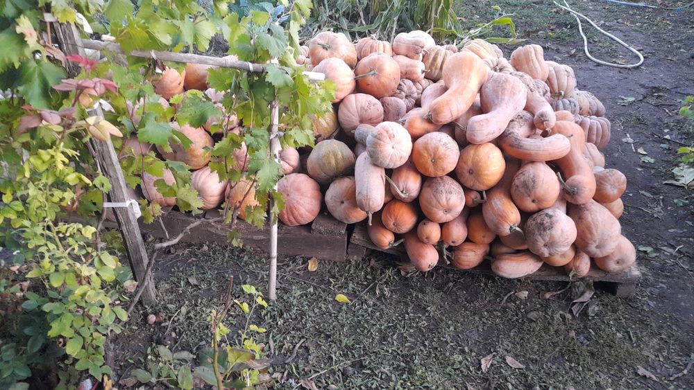 Dovleci Placintari Dovleci Turcesti si Dovleci de gatit supa si piure