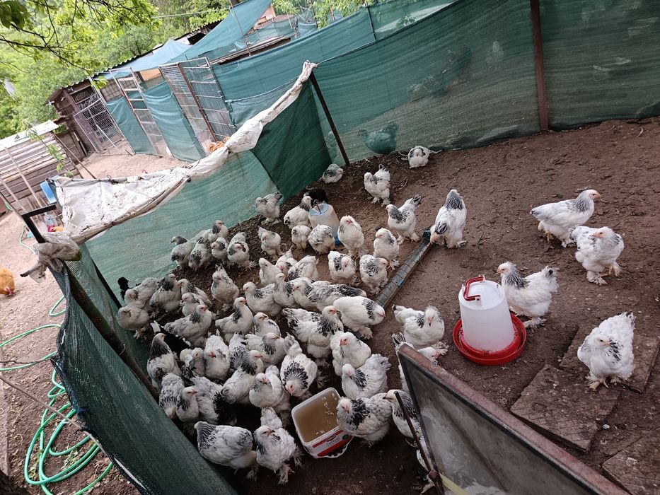 Продават се куломбииски брами