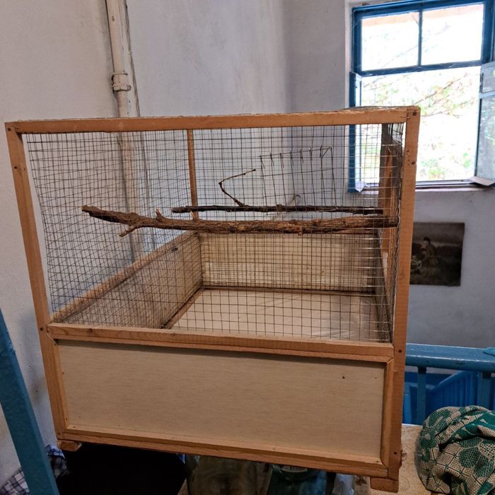 Протдаются Травинистые Глянцевые Попугаи!!