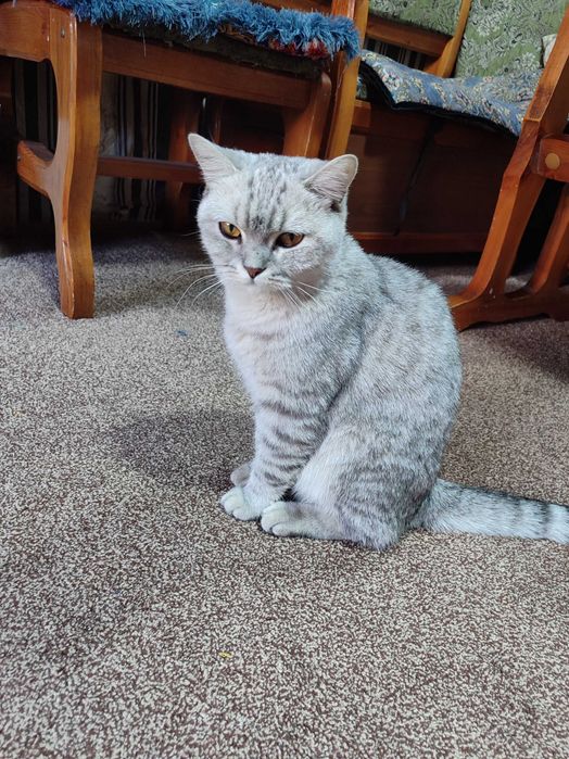 Кошка скотиш страйт