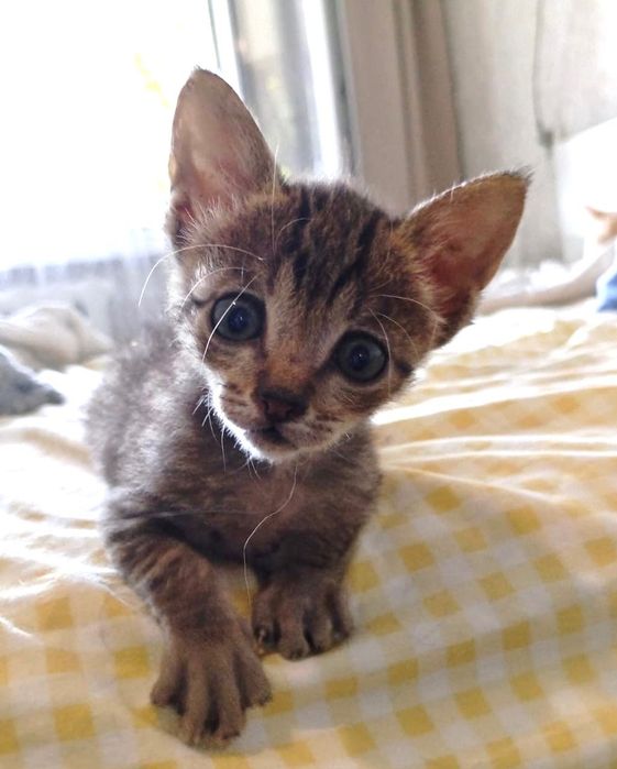 Отдам котят в хорошие руки.