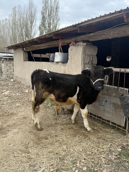 Бычоктар сатылады бұзау подсос