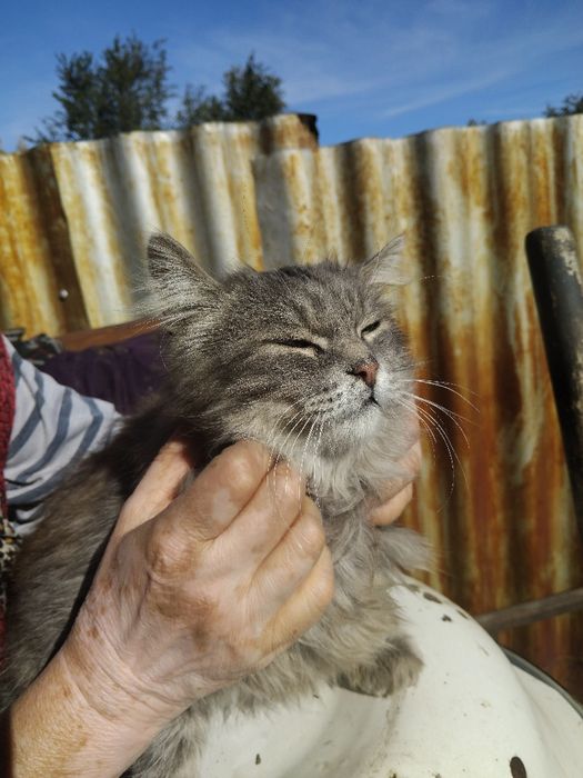 Отдам кота в хорошие руки