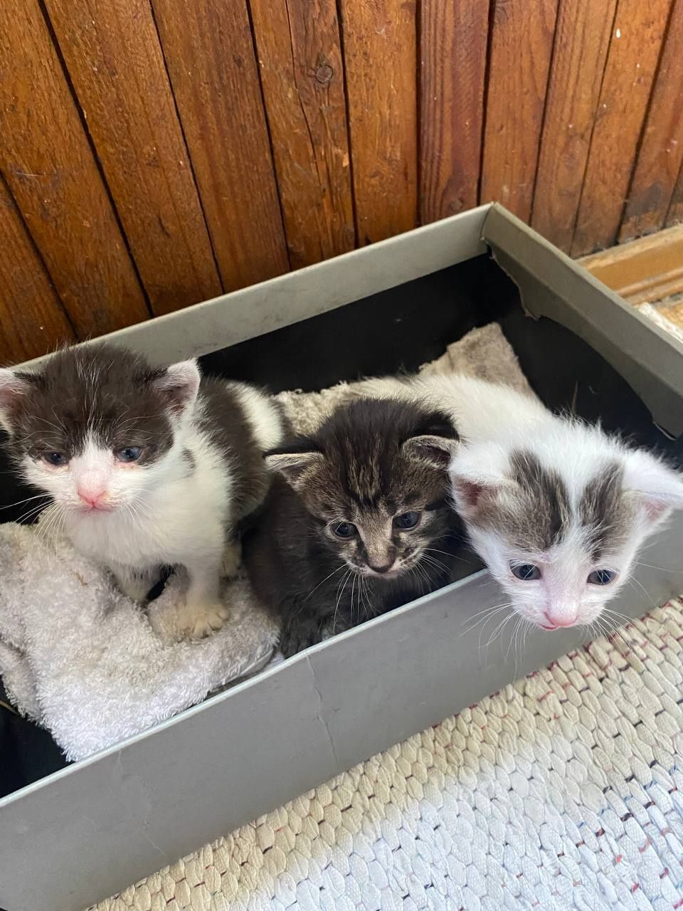 отдам котят в добрые руки