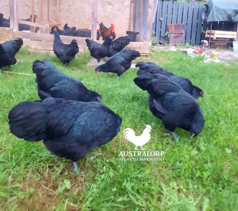 Australorp Negru pt incubat