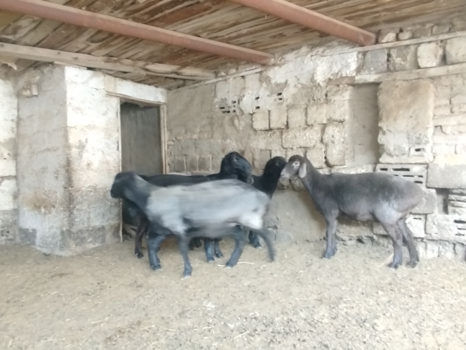 qŏy va tuğmagan bara, yaxshi boqilgan, va zotgayam bõladi, sifati alo!