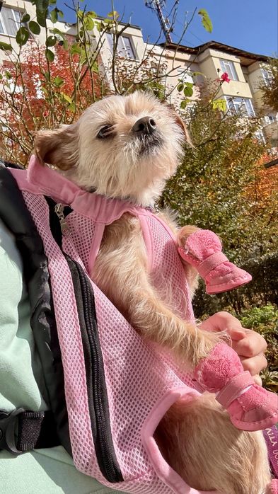 Marsupiu / ham adorabil pentru catei - confort, siguranta- L-XL