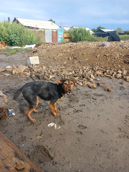 ягдтерьер собака