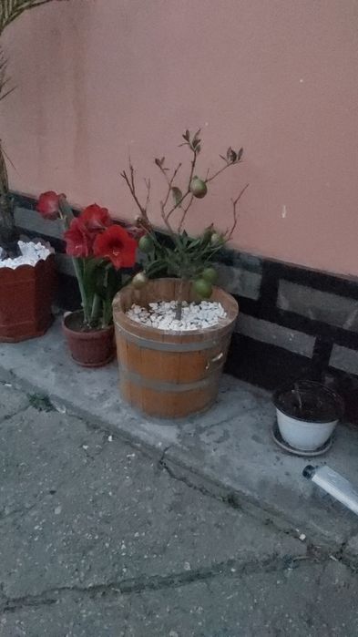 ghivece lemn stejar
