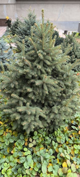 Голубой ель арчалари сотилади