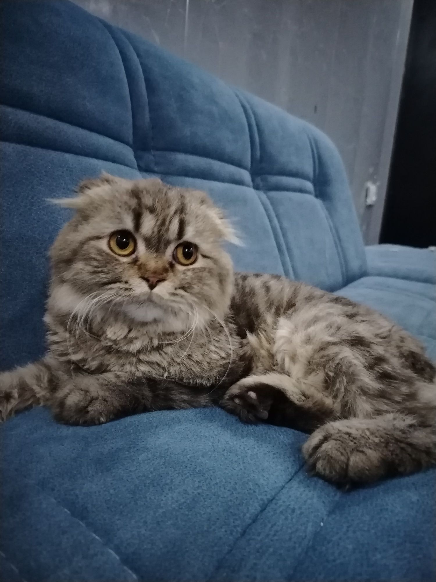 Scottish Fold mushugi sotiladi