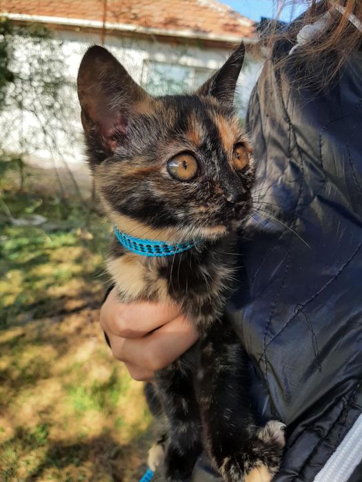 Женско коте на 4-5 месеца търси спешно дом!