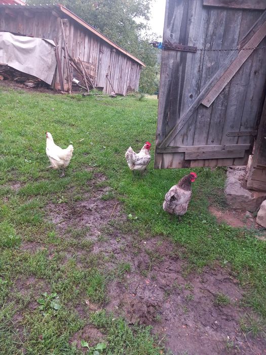Vând gaini australorp