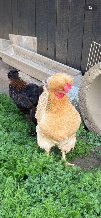 Vand oua pentru incubat Motate