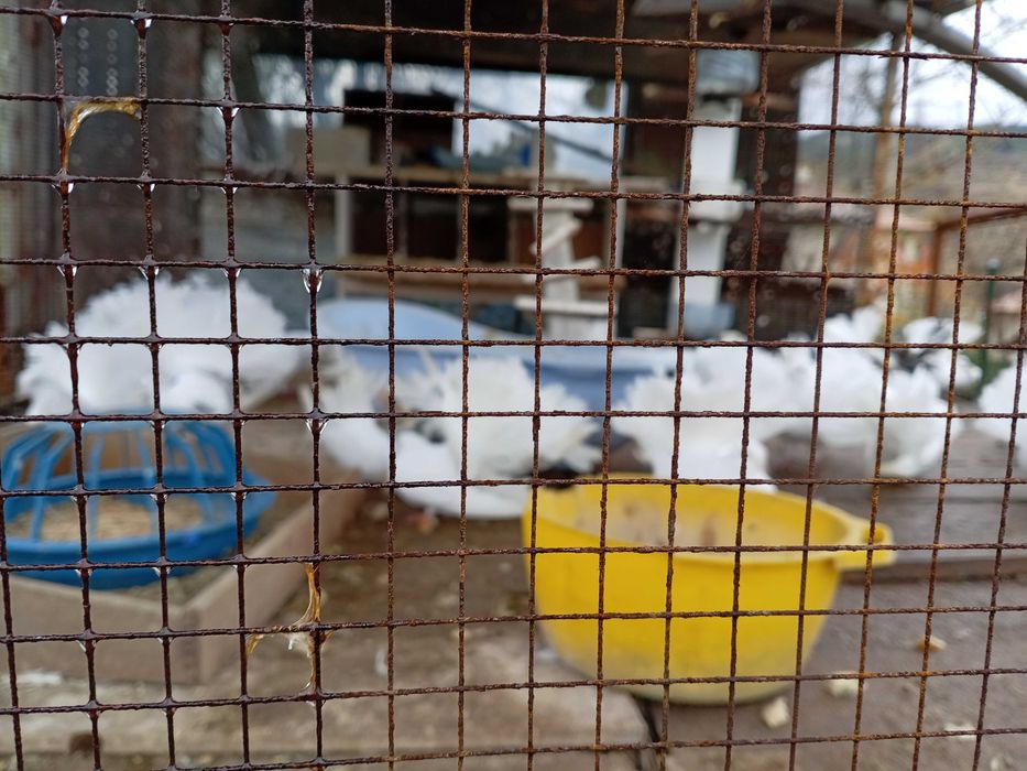 Гълъби  фенерлий