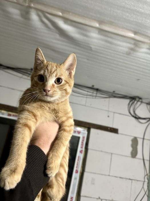 Отдам котенка в хорошие руки крысылов