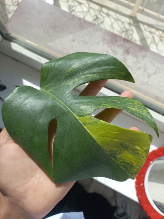 Monstera yellov sotuvda