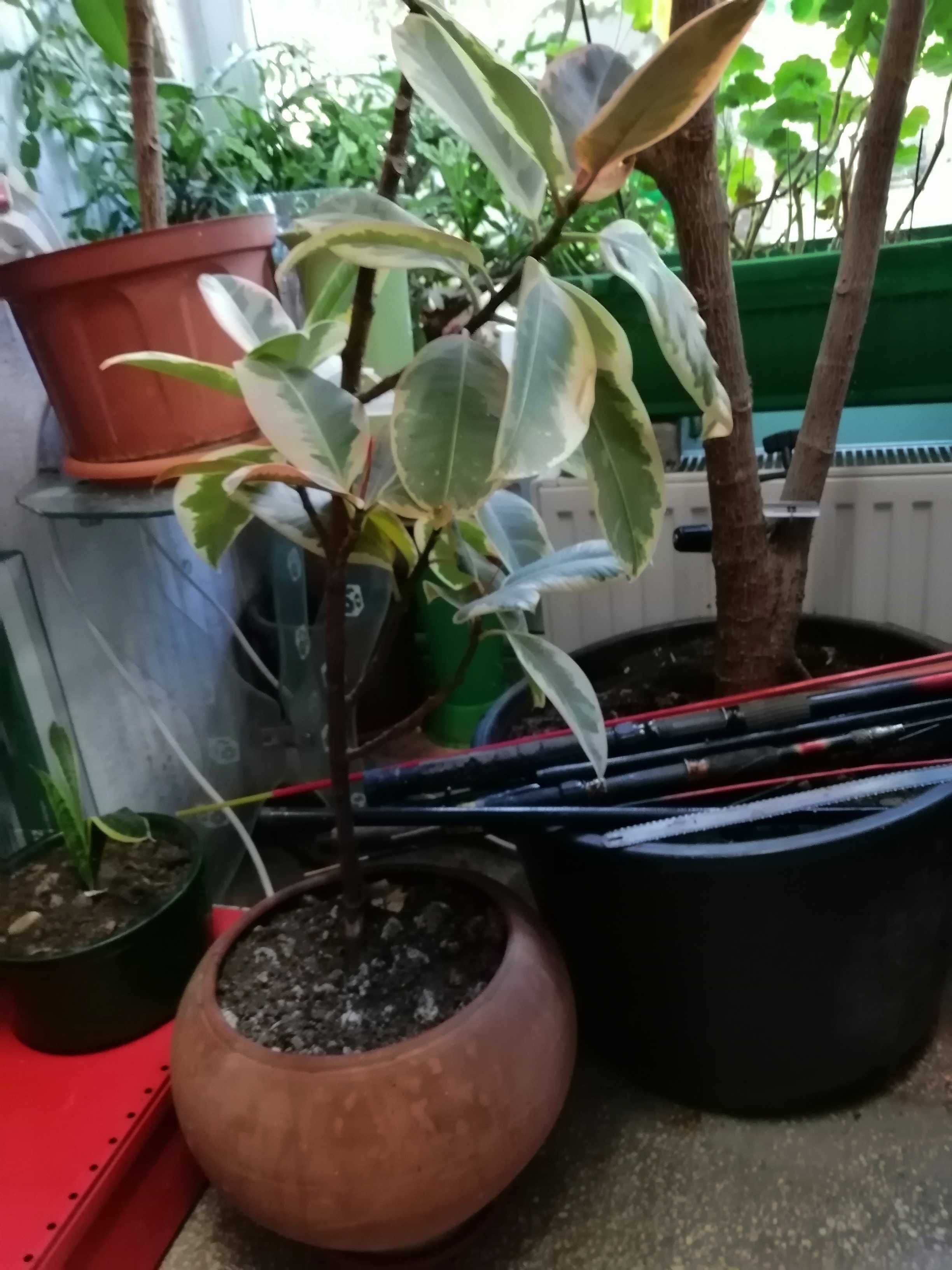 Ficus bicolor planta apartament/birou