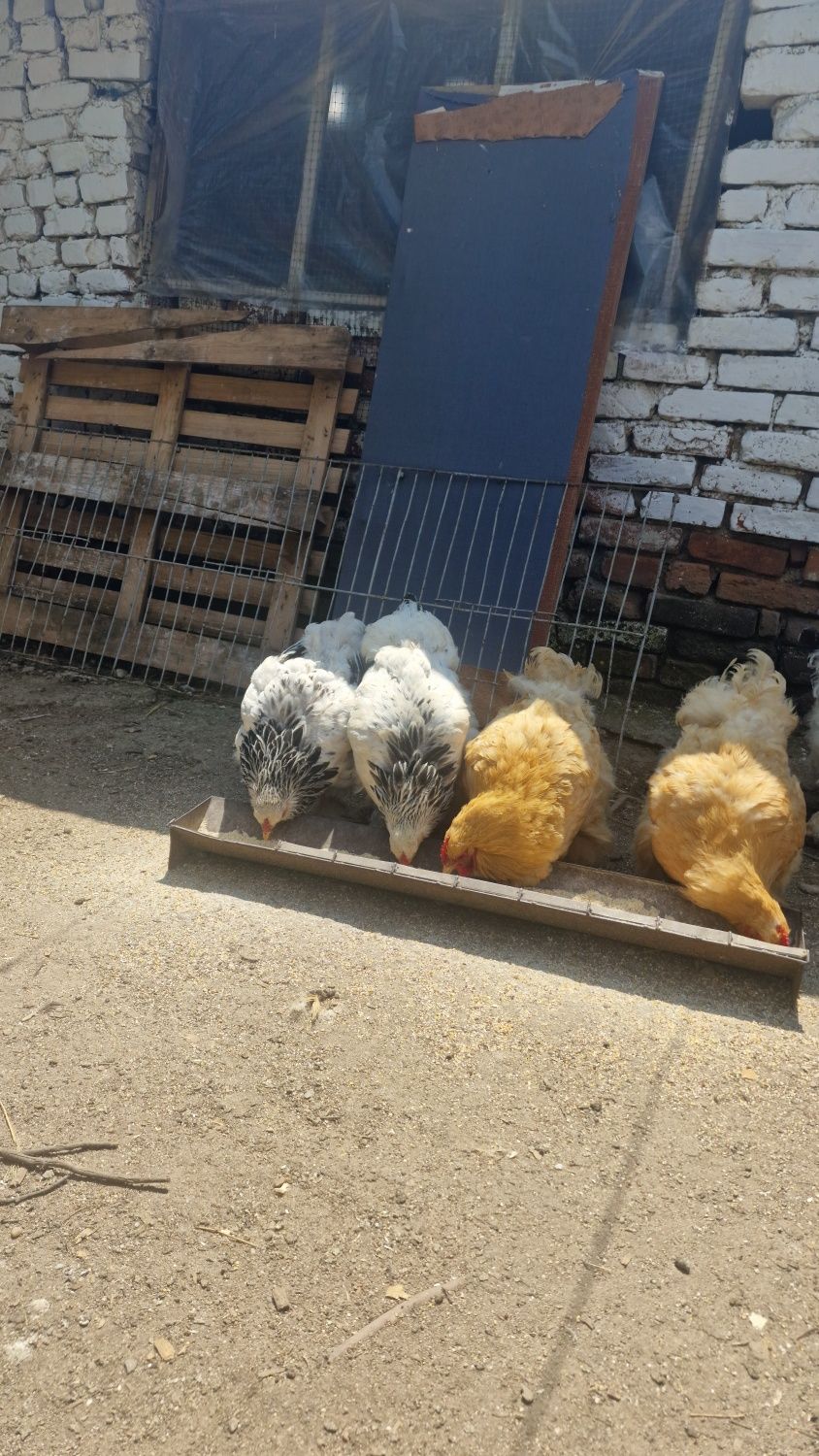 Vând găini rasa Brahma Herminat Deschis si găini Cochinchina Galben