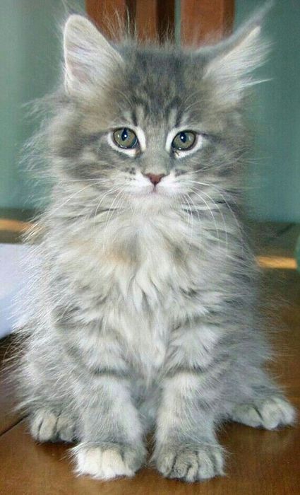 Отдам котят в заботливые руки