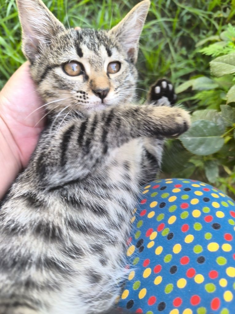 Котята мушукчалар бепул