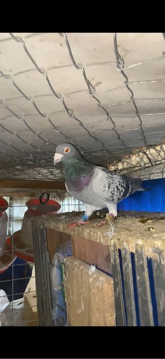 Vand porumbei voiajori de maraton extrem