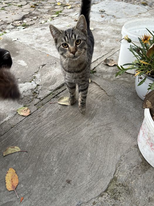 donez 5 puiuti de pisicuță