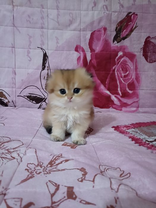 Хайленд скотиш фолд