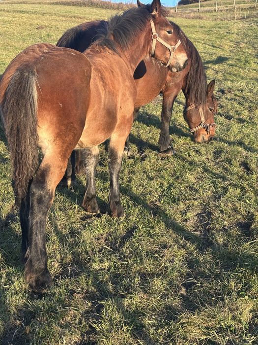 Vand manz de 5 luni!