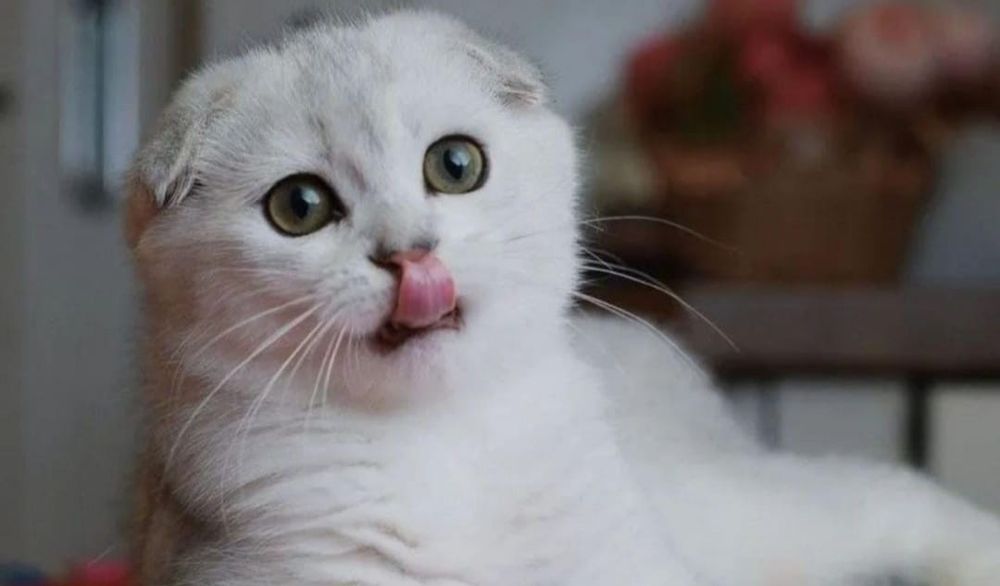 Шиншилла серебро мальчик