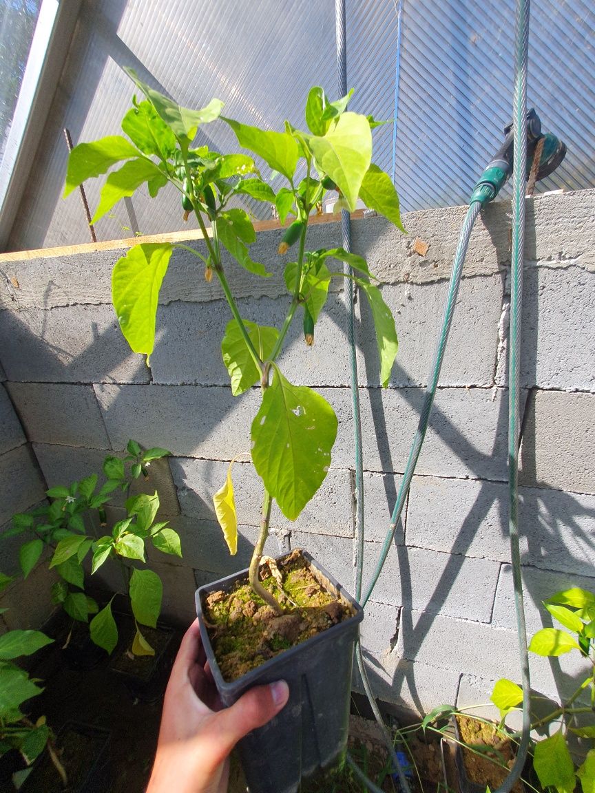 Planta ardei iute jalapeno (Capsicum Annuum)