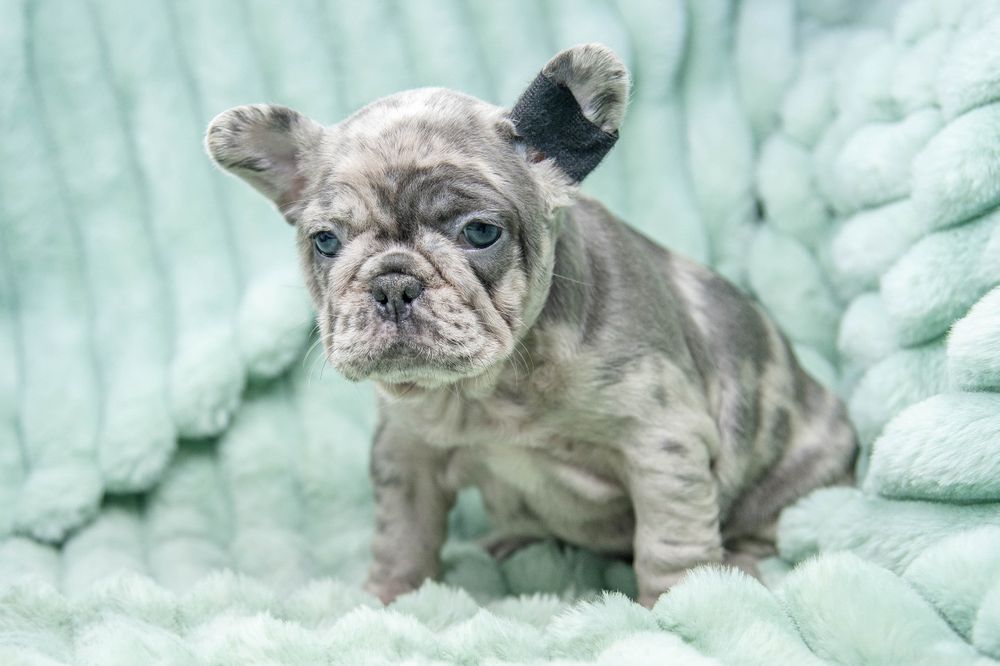 bulldog francez blue merle