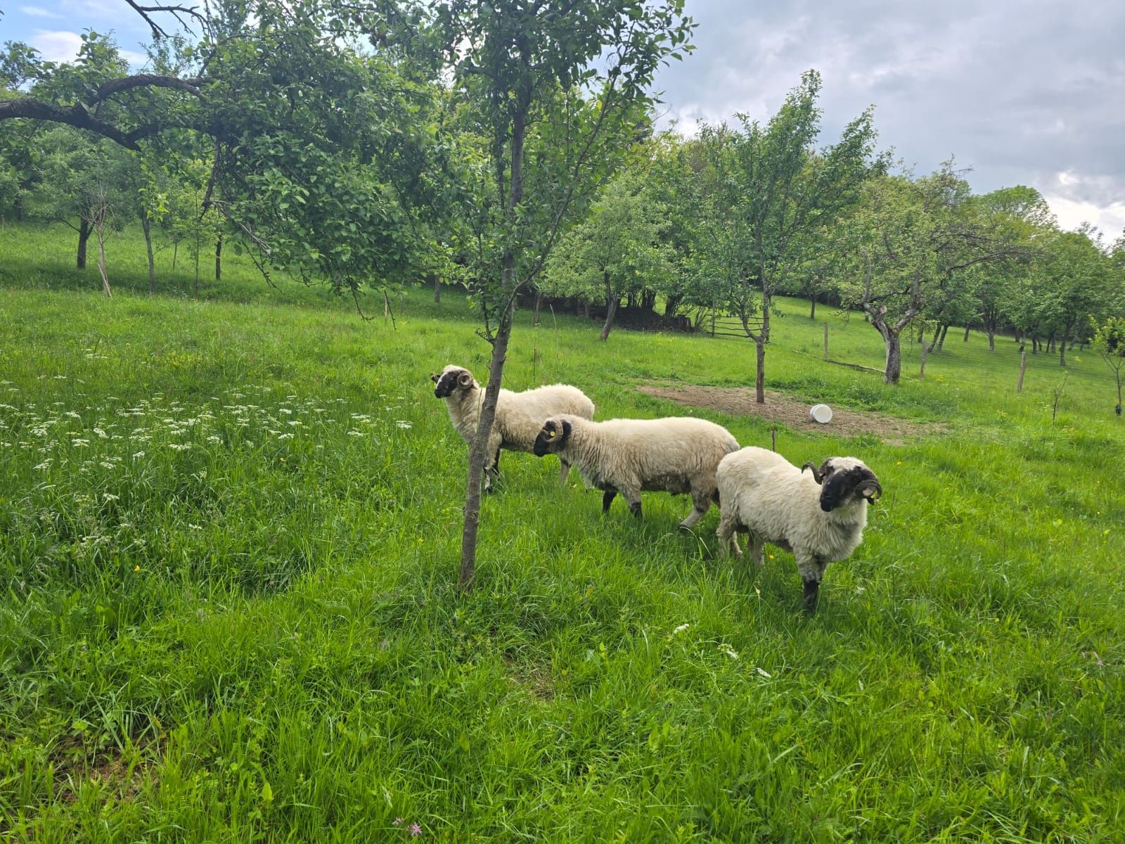 Vand trei berbeci