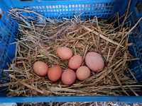 Oua proaspete de la găini ( de casa) 0.70 bani