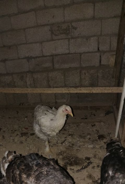 Jo'ja tovuq sotiladi srochna