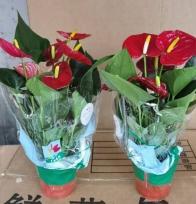 Xona gullari arzon narxlarda