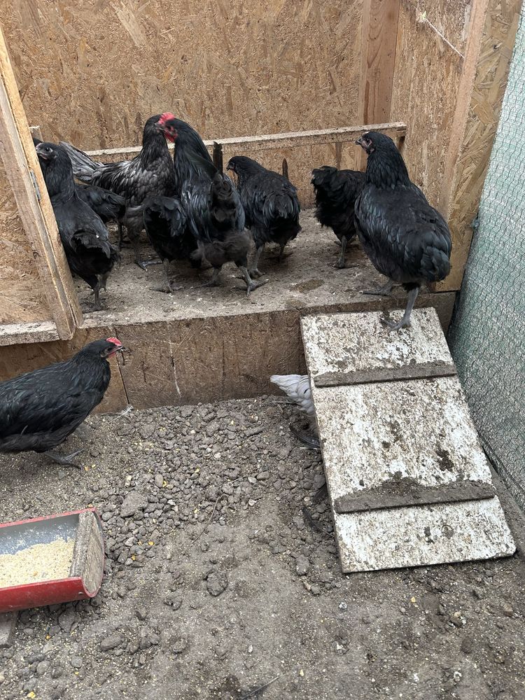 Puicute si cocosi de Australop Negru