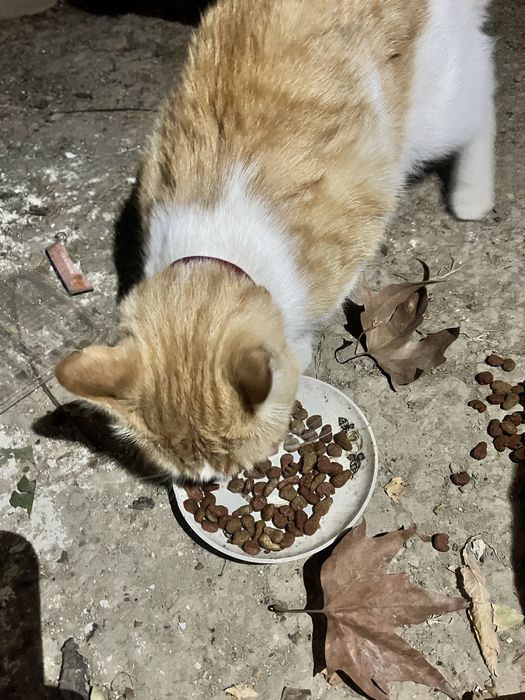 Chiroyli aqlli o’gil bola mushugi hadyaga beriladi