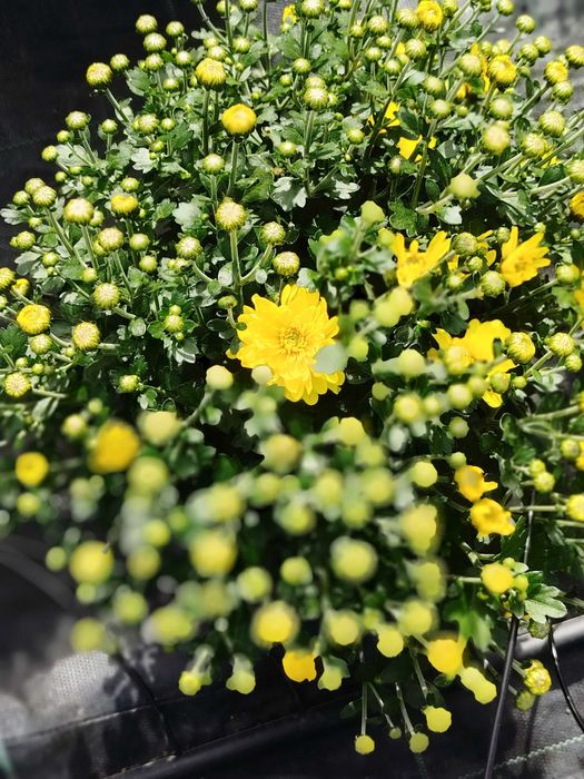Vând crizantema multiflora