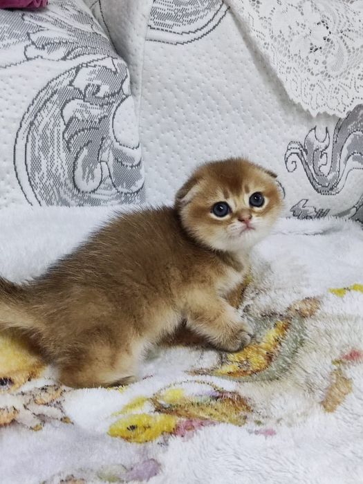 Scottish straight și scottish fold  gold.