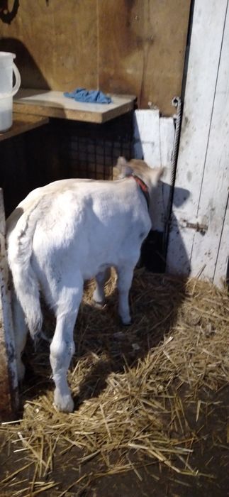 Vițea rasa Charolais de Vînzare