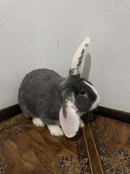 Quyon erkak, Кролик самец