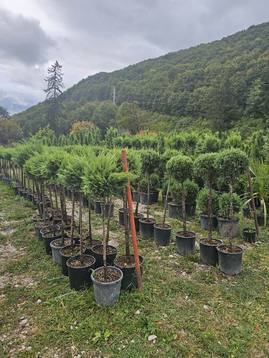 Plante ornamentale de orice tip diferite dimensiuni de extra calitate